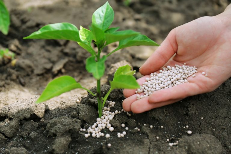 Evergrowing list of countries seeking Morocco’s phosphates, fertilizers