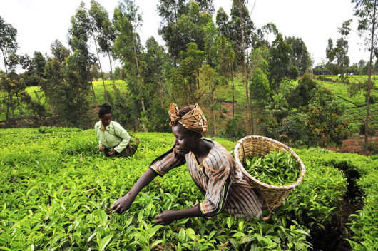 Launch of nearly $20 million-initiative to transform agricultural interventions in Africa