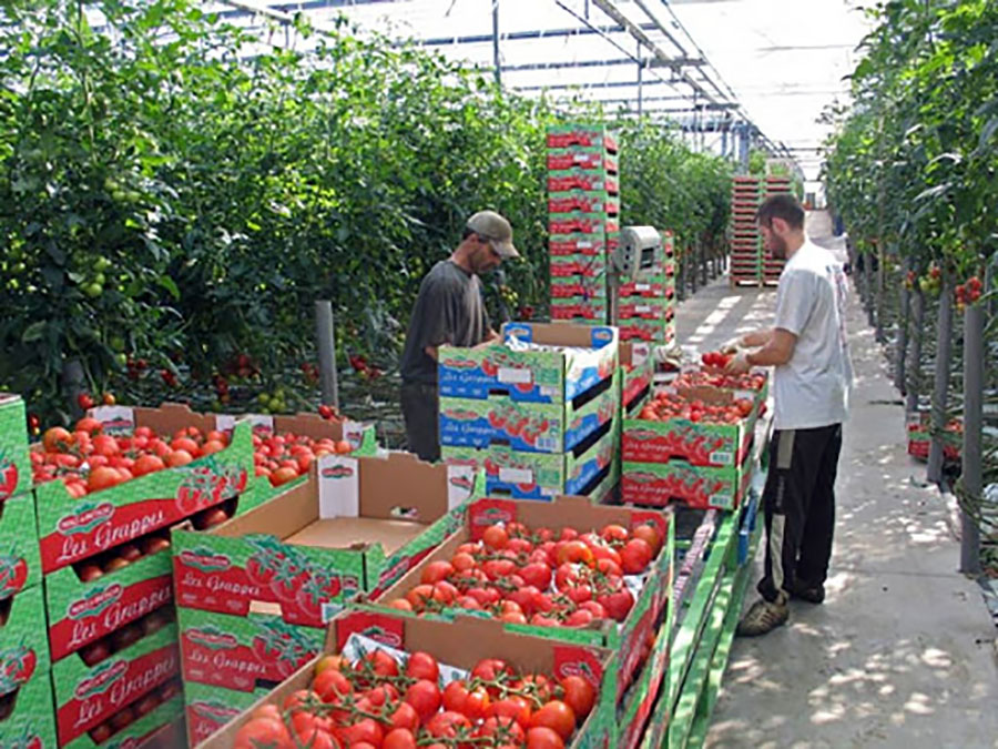 Farming: Morocco, EU’s 1st supplier of tomatoes