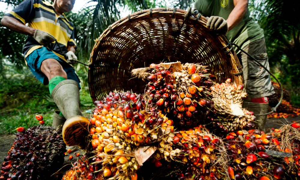 Nigeria’s Edo state increases investment to revive palm oil production
