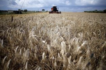 Wheat: UK producers looking for opportunities in Morocco