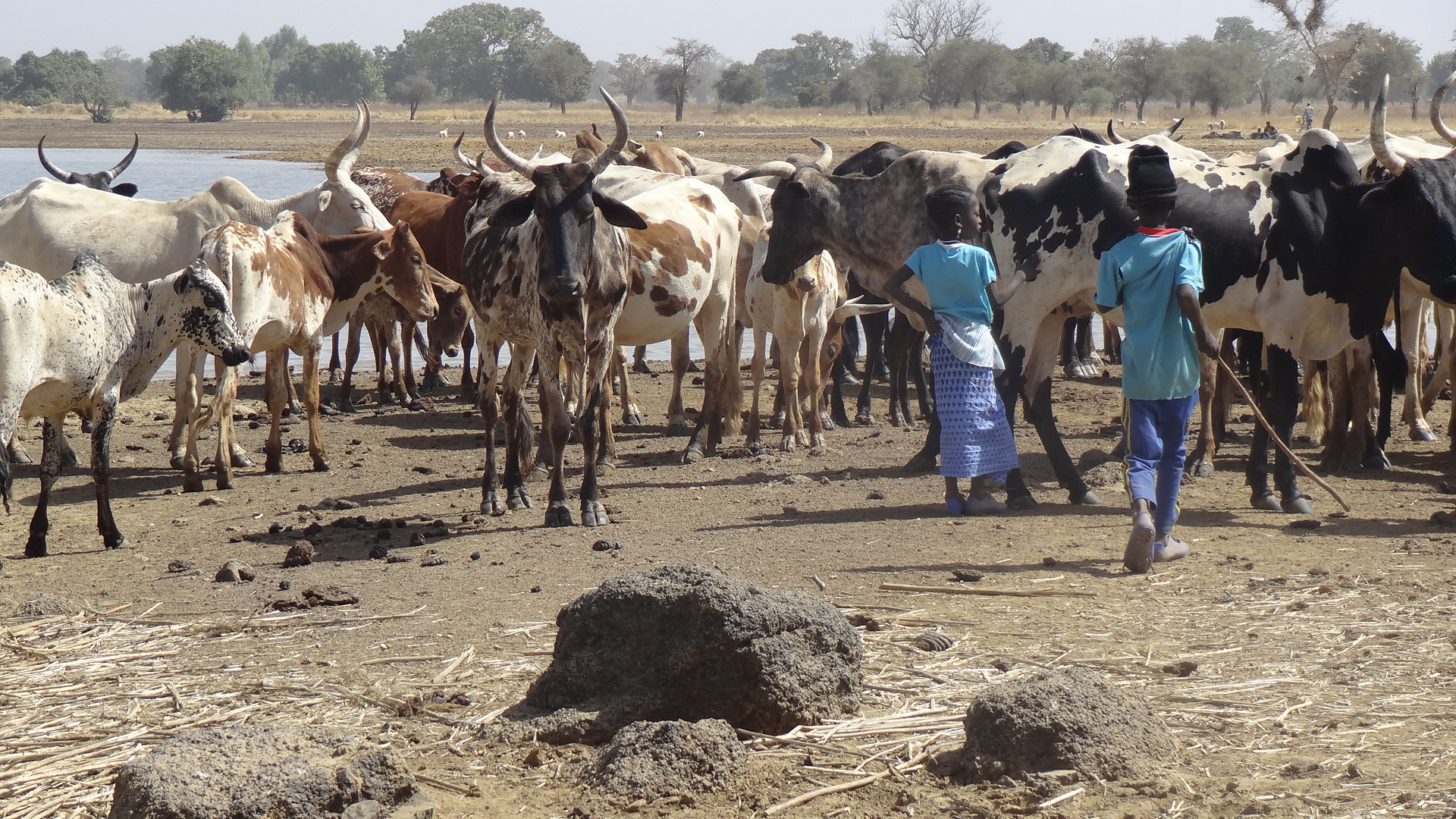 Clash between herders, farmers in Chad leaves 17 dead