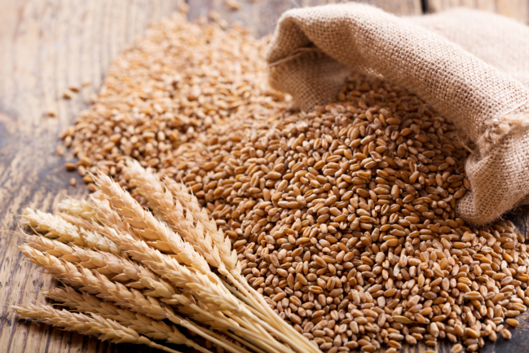 Morocco to import 5 mln tons of soft wheat in 2022-2023- Intecereales says