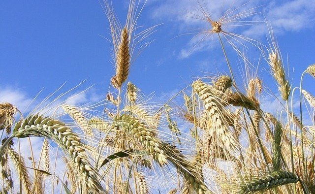 AfDB Lends Morocco €199 Mln for Climate Resilient Crops