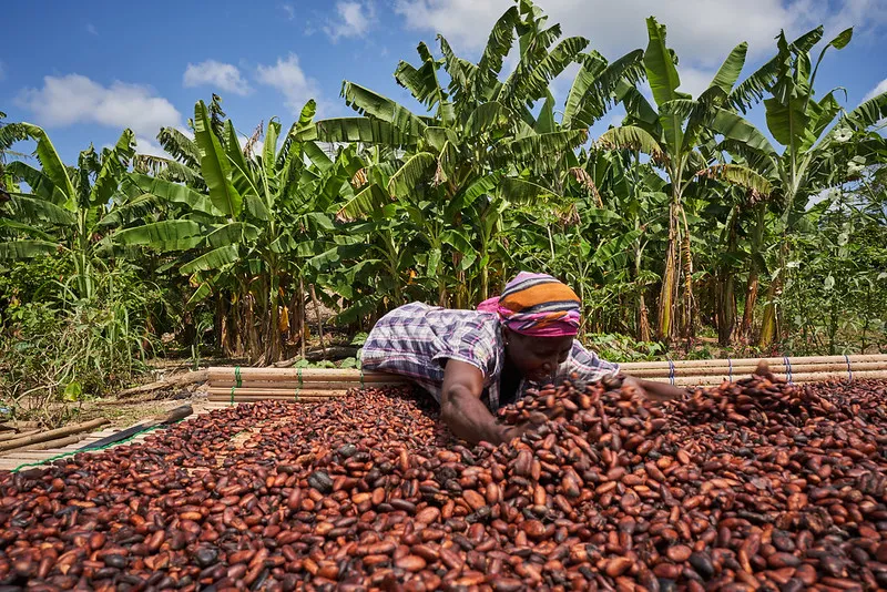Côte d’Ivoire freezes 2023-2024 cocoa exports due to bad weather