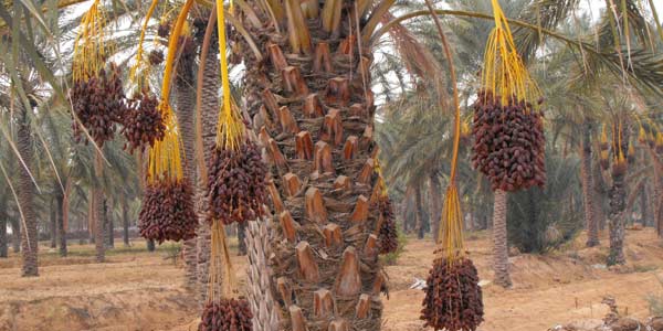 Agriculture: Morocco’s annual dates output to reach 300,000 tons by 2030