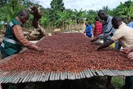 Côte d’Ivoire, Ghana cocoa growers step up fight to improve farmers’ pay