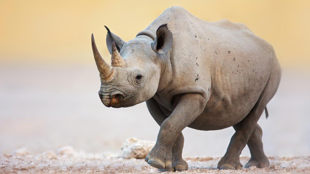 Namibia rhino poaching surges to record level, blame on cross-border syndicates