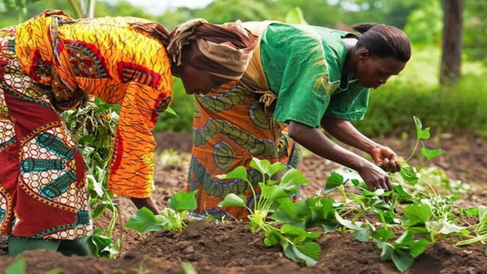 Food Security in Africa: Microsoft, OCP Africa pool efforts to support smallholder farmers