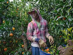 Spain to launch seasonal workers program for Senegalese
