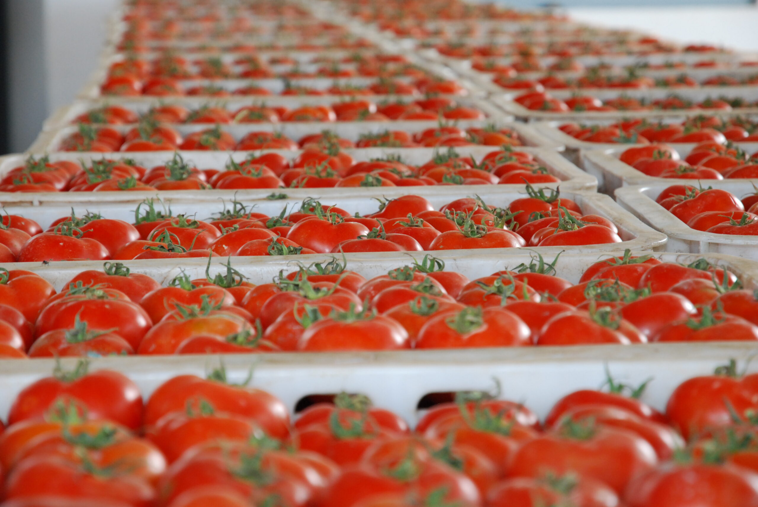 Morocco resumes tomatoes exports