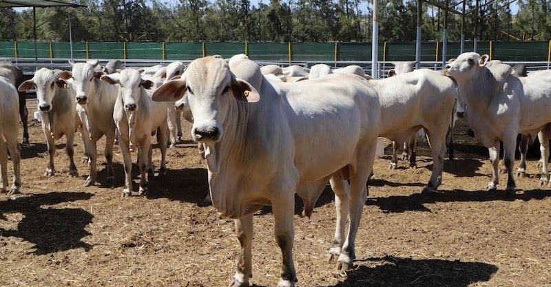 Morocco imports Brazilian beef cattle to reduce meat prices at home
