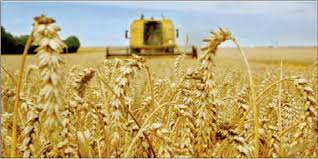 Morocco’s cereals harvest up 62% at 55 million quintals in 2023