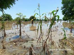 Nigeria: Harvest devastated by severe flooding, millions in desperate need of food