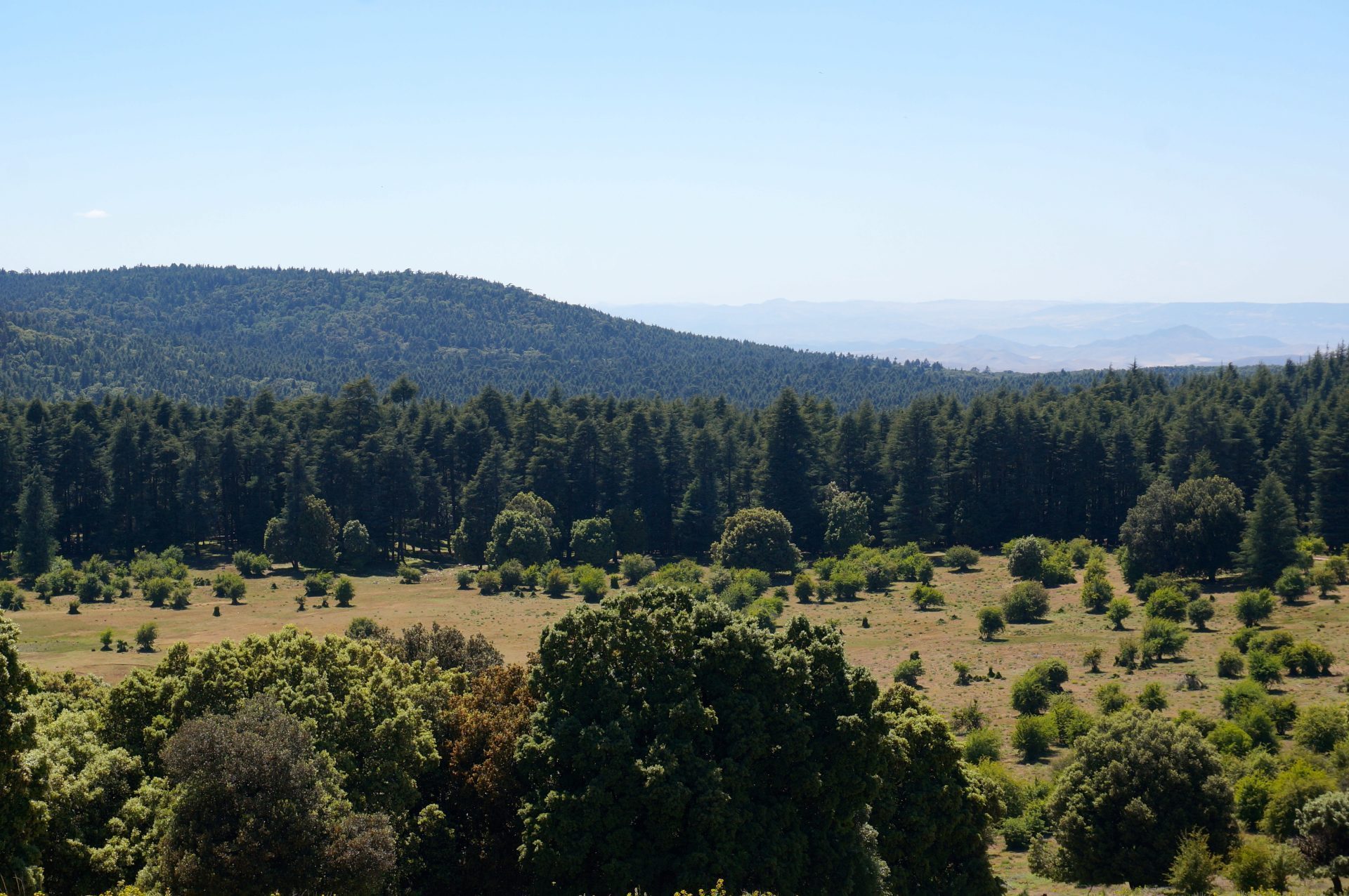 Morocco loses 17,000 hectares of forests annually- report