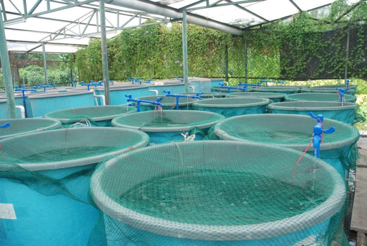 Aquaculture: Morocco launches first marine hatchery
