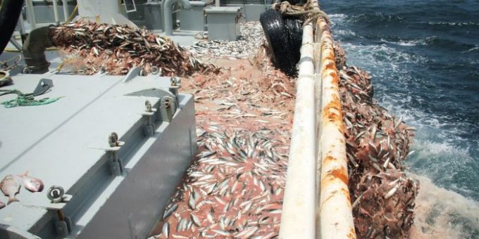 Illegal fishing major maritime threat in Gulf of Guinea, costing West Africa $26bn