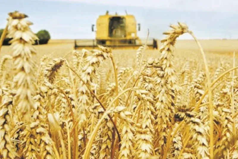 Morocco to dedicate 1 million additional hectares to cereals