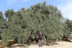 Bayt Mal Al-Quds Agency-financed olive harvest season continues in Al-Quds