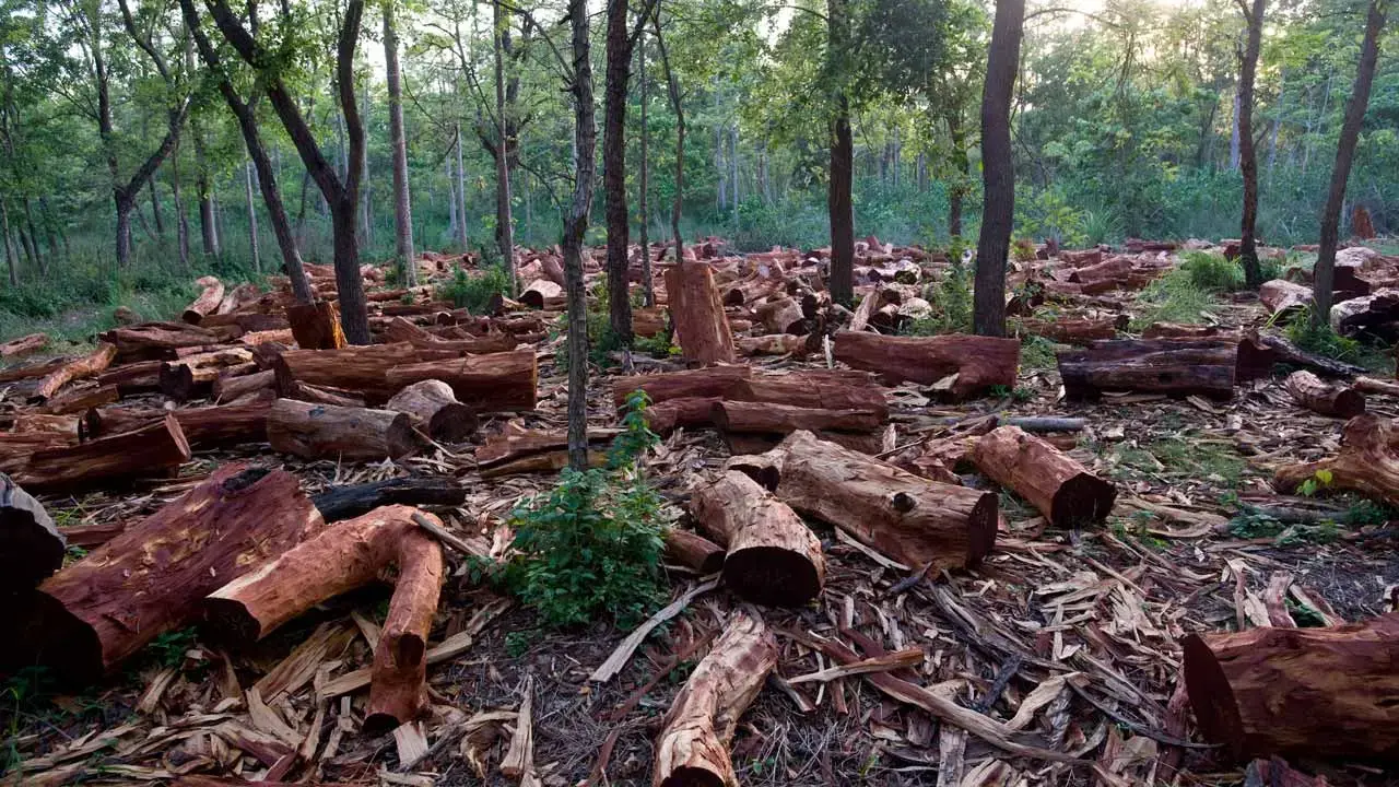 African smallholder coffee farmers’ livelihood jeopardized by new EU deforestation law