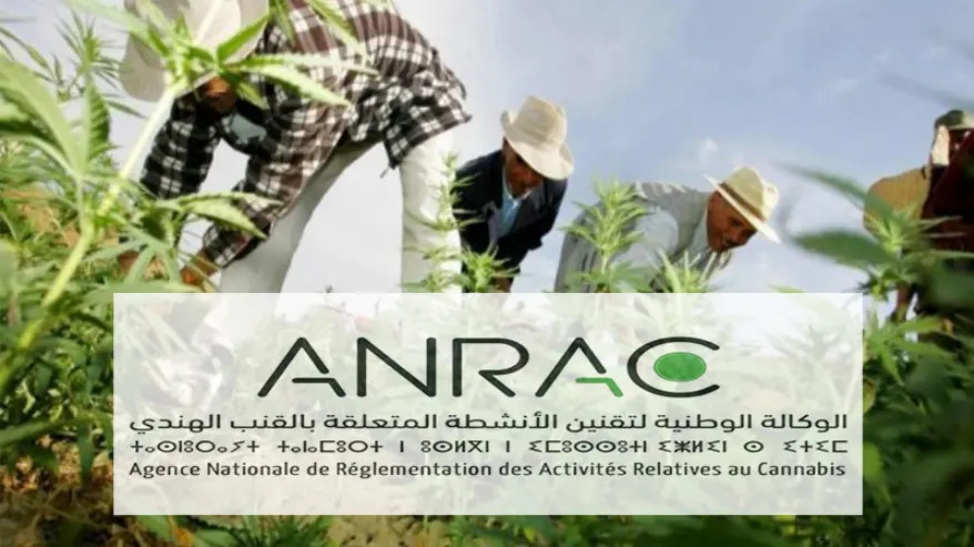 Morocco’s legal cannabis harvest at 294 tons in 2023