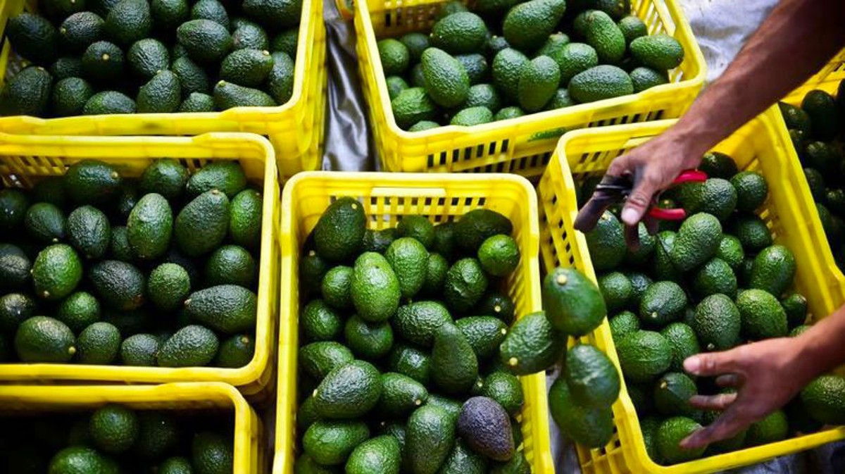 Morocco to set new record in avocado export in 2023/24 Season
