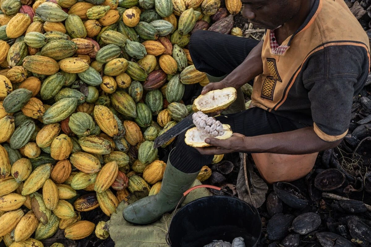 West African cocoa crisis sends chocolate prices up