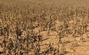 Southern Africans face famine threat due to El Nino