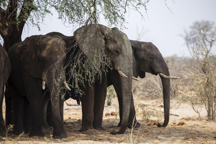 Botswana vows to ship 20,000 elephants to Germany amid trophy hunting dispute