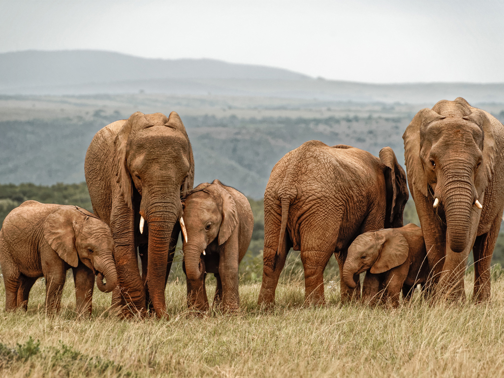 Sub-Saharan Africa emerging as hotbed of illicit wildlife trade — UNODC report