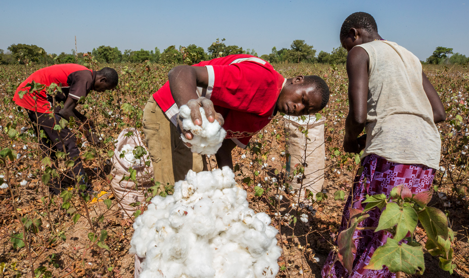 Africa’s cotton industry to hit $7.7 billion in 2029