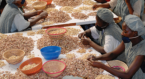 Drop in Cashew exports disrupts financial balances in Guinea Bissau- World Bank