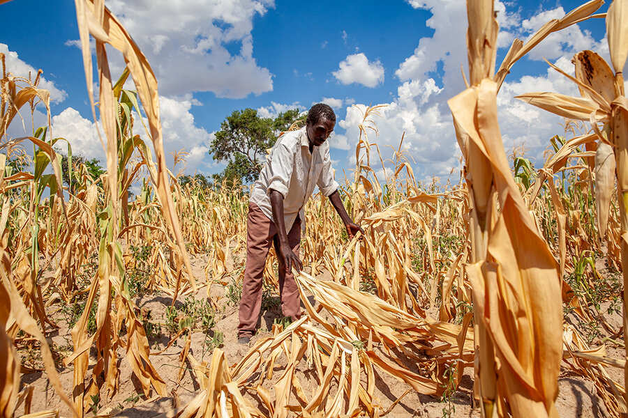 Up to 80% of maize harvest decimated in southern Africa-WFP Says