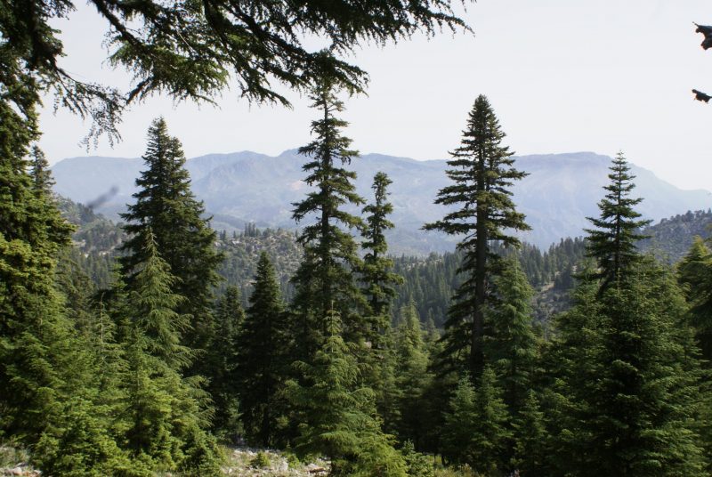 AfDB: €84 million funding for sustainable development of Morocco’s forests