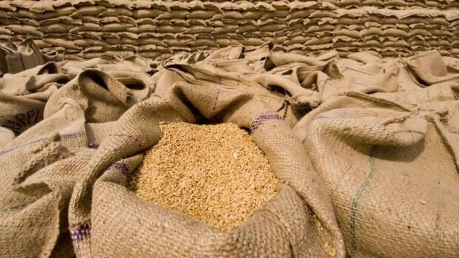 Egypt, Algeria, Morocco, Nigeria among largest global wheat importers