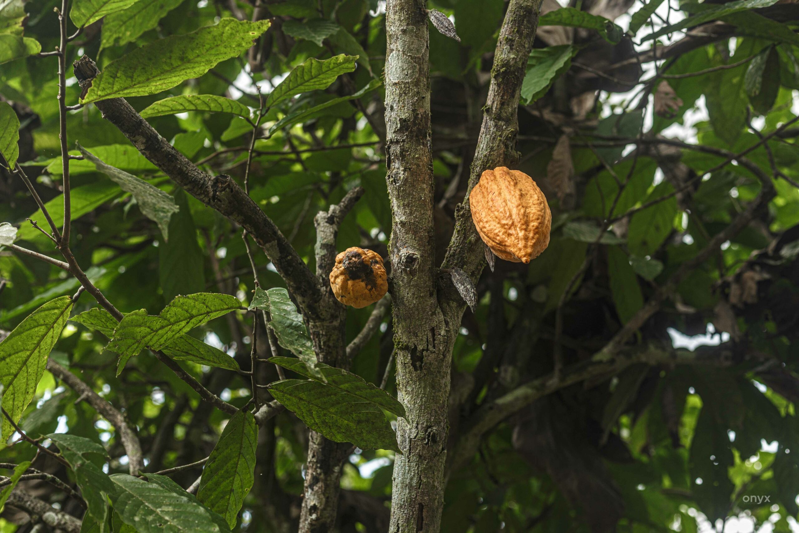 Bean disease decimates harvest in Ghana’s key cocoa farming region