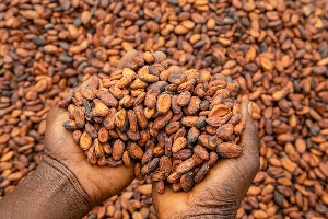 Ghana’s Cocoa Regulator Breaks Tradition, Opts for Self-Financing