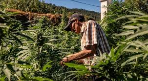 Forbes: Royal Pardon of cannabis farmers strengthens Morocco’s position in global legal cannabis market