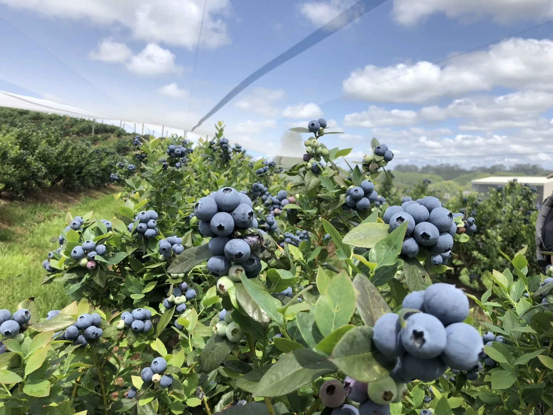 Morocco posts record blueberry exports in 2023/2024 season