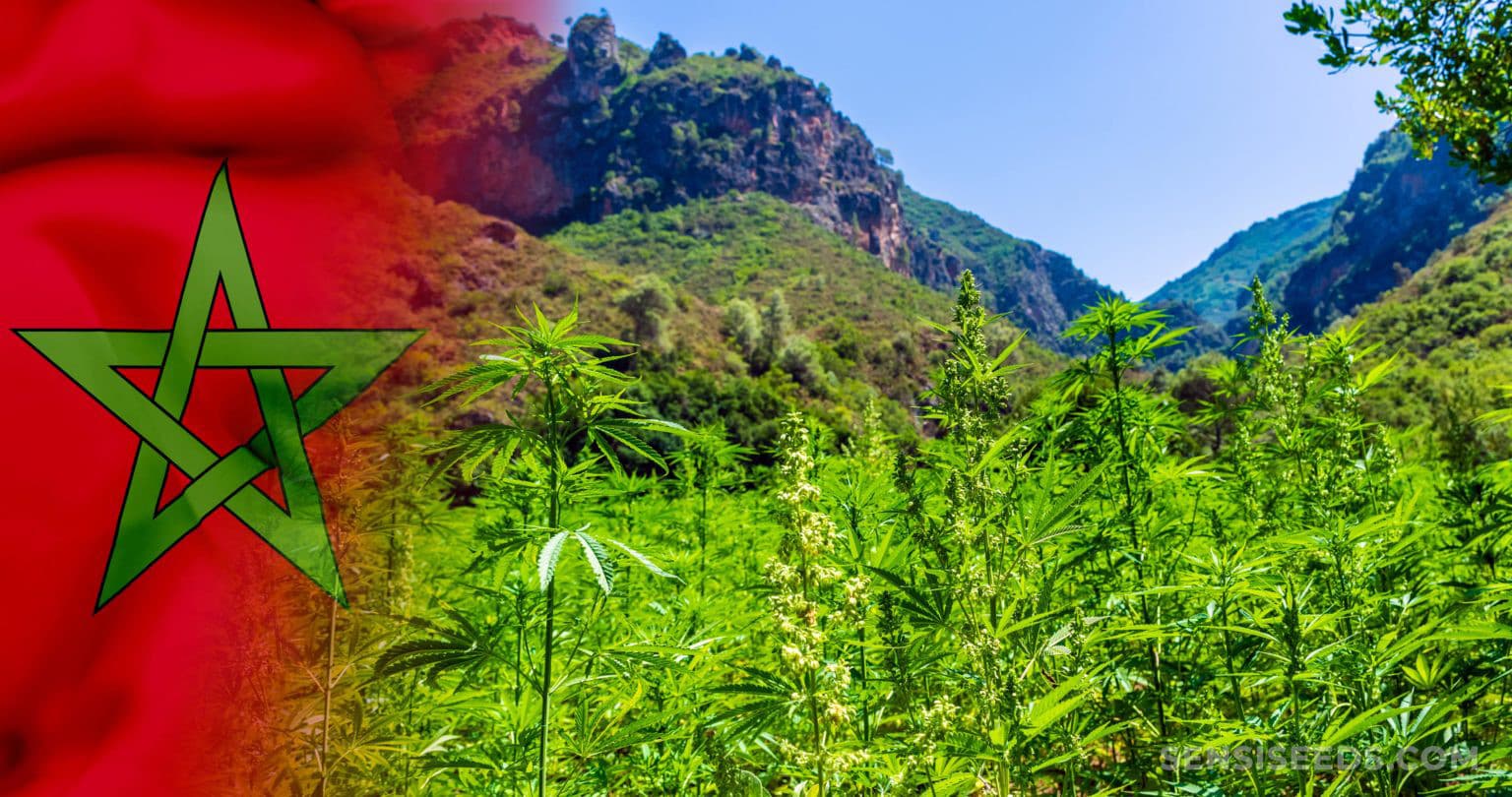 Morocco offers 3000 legal cannabis farming permits in 2024