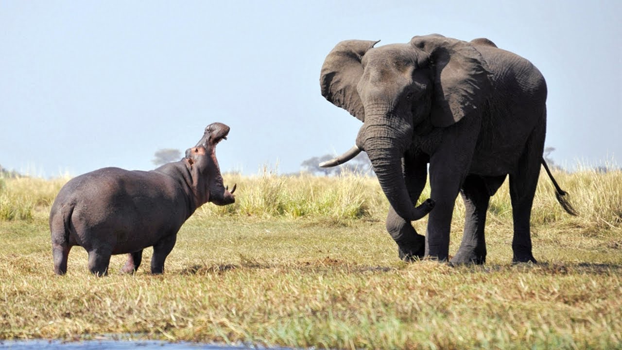 Namibia to cull elephants and hippos, distribute meat to drought-hit population