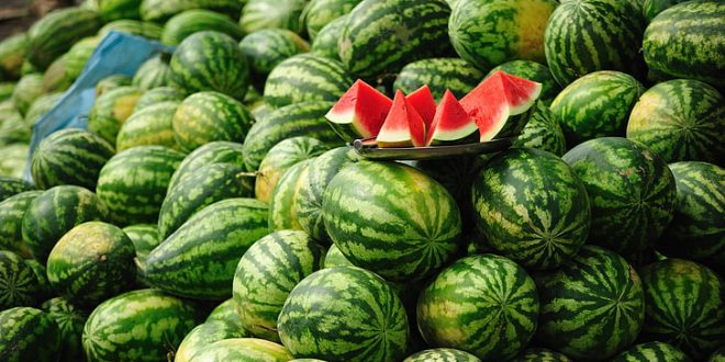 Despite drought, Morocco first watermelon supplier to Spain and France