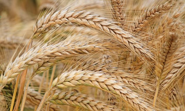 Egypt’s wheat imports increase by more than $2Bln during 1st half of 2024