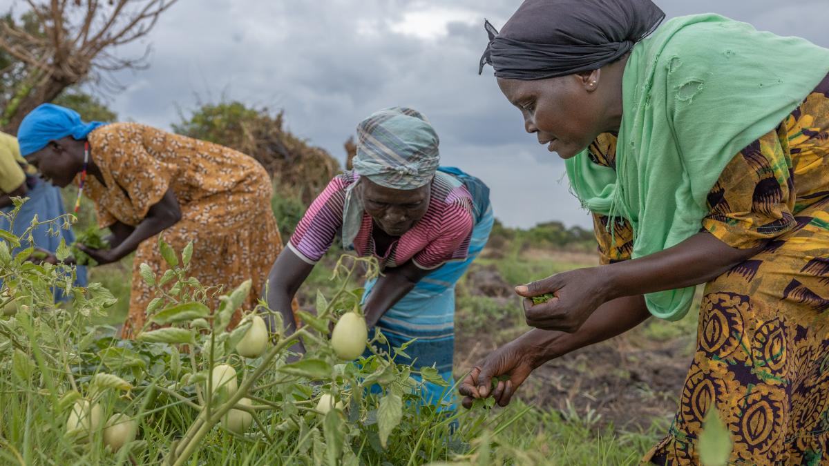 Bridging the gap: multibillion-dollar FASA fund to finance agri-SMEs in Africa