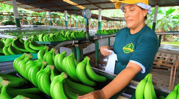 Algeria boycotts Ecuador’s bananas after its pro-Morocco move