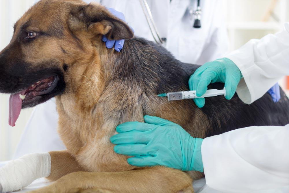 Morocco steps up efforts to vaccinate stray dogs- Associated Press