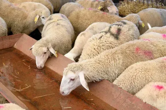 Morocco: Comprehensive livestock census reveals 32.8 million head count