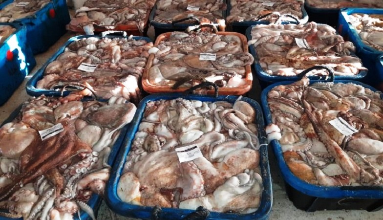 Morocco’s octopus season drives digital transformation in Laâyoune fish market Morocco’s octopus season drives digital transformation in Laâyoune fish market