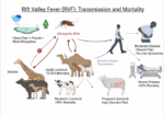 Senegal Records 11 Deaths in Rift Valley Fever Outbreak