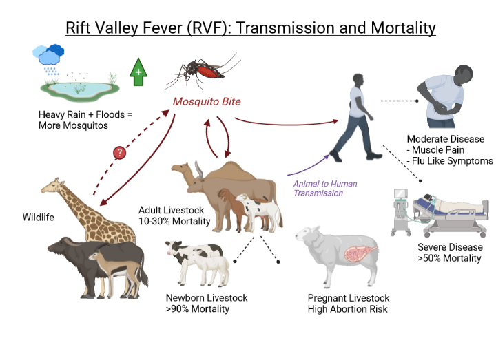Senegal Records 11 Deaths in Rift Valley Fever Outbreak Senegal Records 11 Deaths in Rift Valley Fever Outbreak